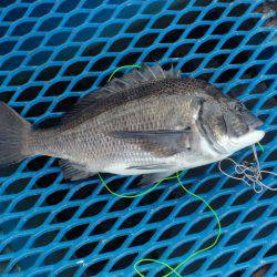 オリジナルメーカー海づり公園(市原市海づり施設) 釣果