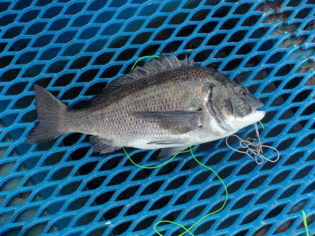 オリジナルメーカー海づり公園(市原市海づり…