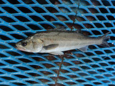 オリジナルメーカー海づり公園(市原市海づり施設) 釣果