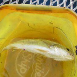 オリジナルメーカー海づり公園(市原市海づり施設) 釣果