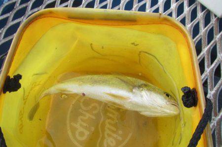 オリジナルメーカー海づり公園(市原市海づり施設) 釣果