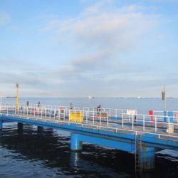 オリジナルメーカー海づり公園(市原市海づり施設) 釣果