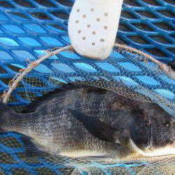 オリジナルメーカー海づり公園(市原市海づり施設) 釣果