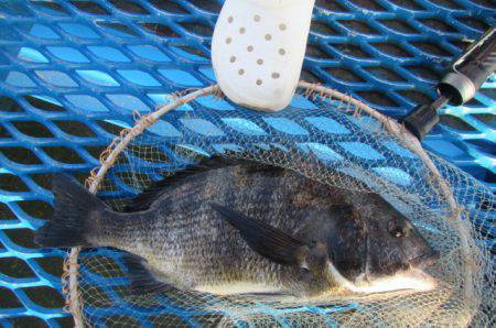 オリジナルメーカー海づり公園(市原市海づり施設) 釣果