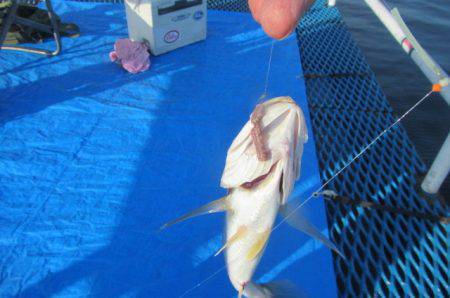 オリジナルメーカー海づり公園(市原市海づり施設) 釣果