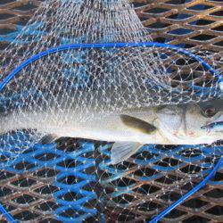 オリジナルメーカー海づり公園(市原市海づり施設) 釣果