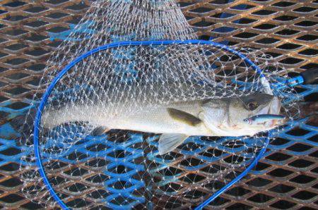 オリジナルメーカー海づり公園(市原市海づり施設) 釣果