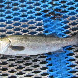 オリジナルメーカー海づり公園(市原市海づり施設) 釣果