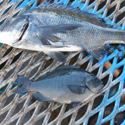 オリジナルメーカー海づり公園(市原市海づり施設) 釣果