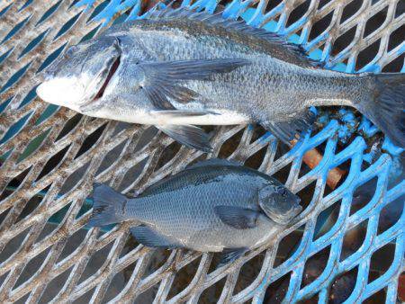 オリジナルメーカー海づり公園(市原市海づり施設) 釣果