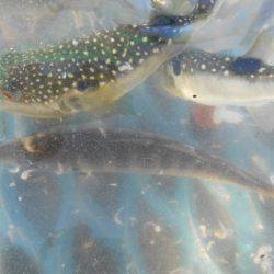 オリジナルメーカー海づり公園(市原市海づり施設) 釣果