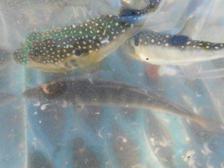 オリジナルメーカー海づり公園(市原市海づり施設) 釣果