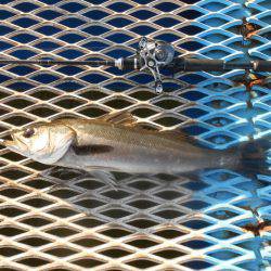 オリジナルメーカー海づり公園釣果
