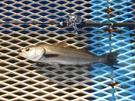 オリジナルメーカー海づり公園釣果