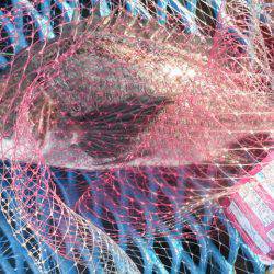 オリジナルメーカー海づり公園釣果