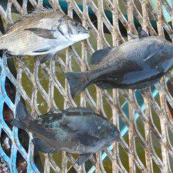 オリジナルメーカー海づり公園釣果