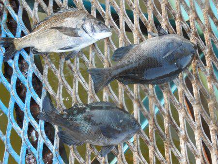 オリジナルメーカー海づり公園釣果