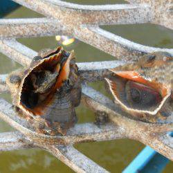 オリジナルメーカー海づり公園釣果