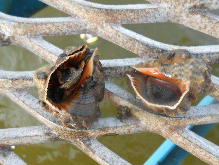オリジナルメーカー海づり公園釣果