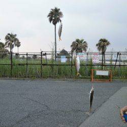 大阪南港海つり公園 釣果