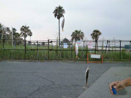 大阪南港海つり公園 釣果