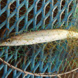 オリジナルメーカー海づり公園(市原市海づり施設) 釣果