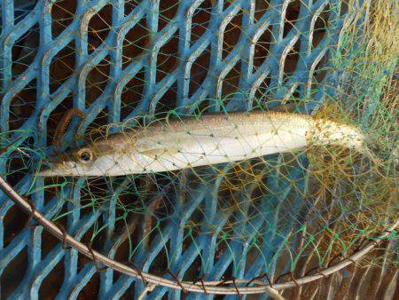 オリジナルメーカー海づり公園(市原市海づり施設) 釣果