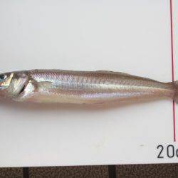 オリジナルメーカー海づり公園(市原市海づり施設) 釣果