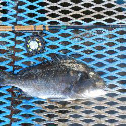 オリジナルメーカー海づり公園(市原市海づり施設) 釣果