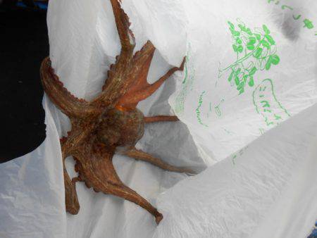 オリジナルメーカー海づり公園(市原市海づり施設) 釣果