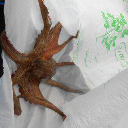 オリジナルメーカー海づり公園(市原市海づり施設) 釣果