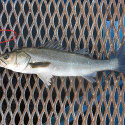 オリジナルメーカー海づり公園(市原市海づり施設) 釣果