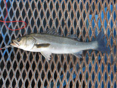 オリジナルメーカー海づり公園(市原市海づり施設) 釣果