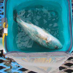 オリジナルメーカー海づり公園(市原市海づり施設) 釣果