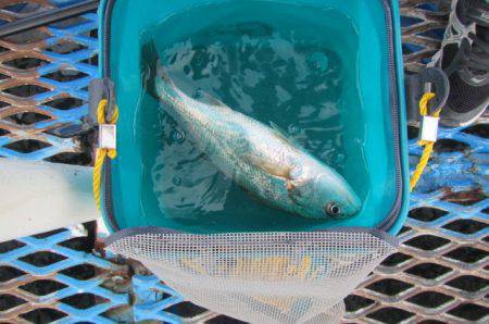 オリジナルメーカー海づり公園(市原市海づり施設) 釣果