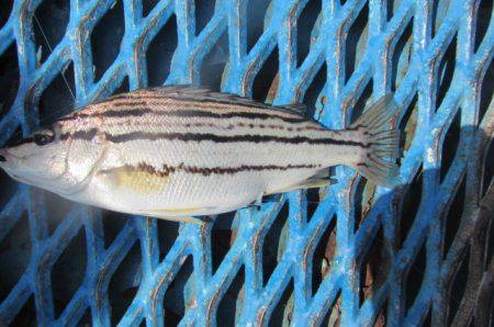 オリジナルメーカー海づり公園(市原市海づり施設) 釣果