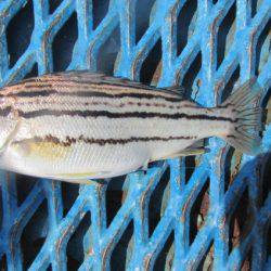 オリジナルメーカー海づり公園(市原市海づり施設) 釣果