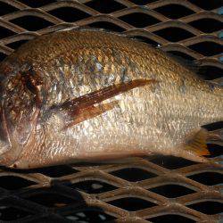 オリジナルメーカー海づり公園(市原市海づり施設) 釣果
