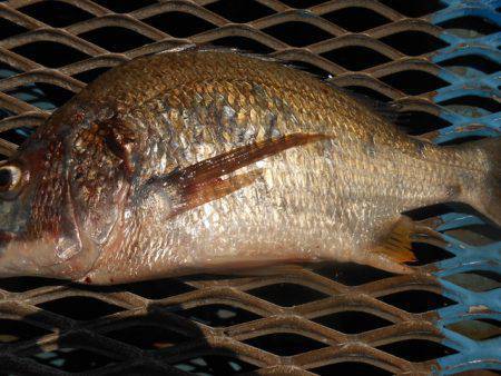 オリジナルメーカー海づり公園(市原市海づり施設) 釣果