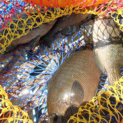 オリジナルメーカー海づり公園(市原市海づり施設) 釣果