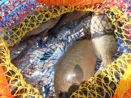 オリジナルメーカー海づり公園(市原市海づり施設) 釣果