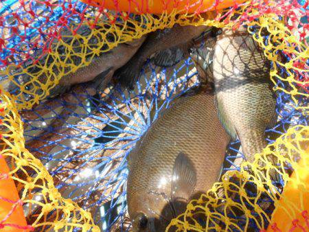 オリジナルメーカー海づり公園(市原市海づり施設) 釣果