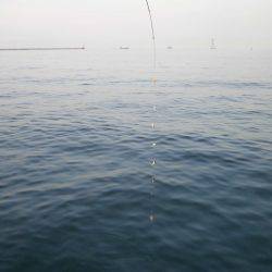 大阪南港海つり公園 釣果