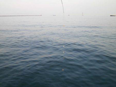 大阪南港海つり公園 釣果