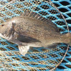 オリジナルメーカー海づり公園(市原市海づり施設) 釣果