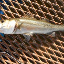 オリジナルメーカー海づり公園(市原市海づり施設) 釣果