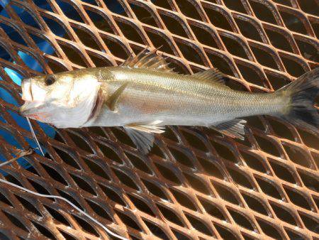 オリジナルメーカー海づり公園(市原市海づり施設) 釣果