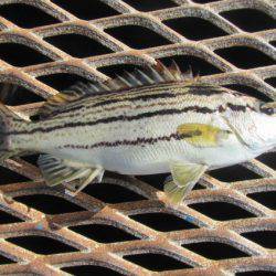 オリジナルメーカー海づり公園(市原市海づり施設) 釣果