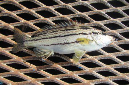オリジナルメーカー海づり公園(市原市海づり施設) 釣果
