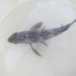 オリジナルメーカー海づり公園(市原市海づり施設) 釣果